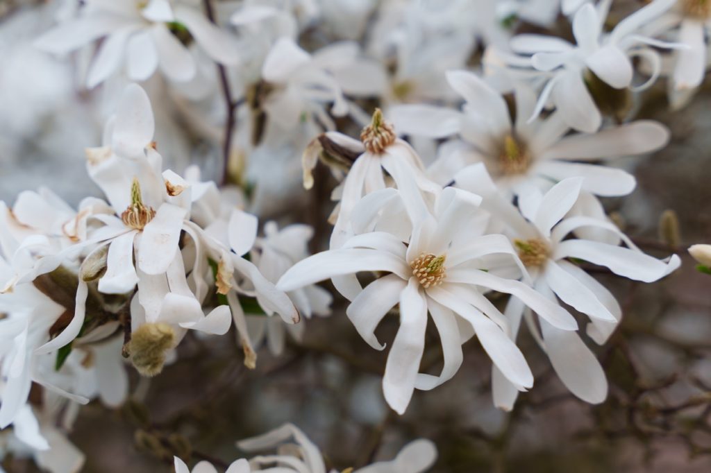 star magnolia blossoms with long thin white petals