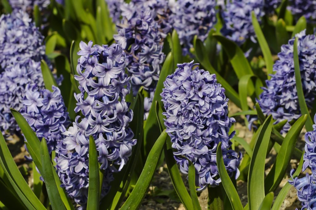 racemes of the purple star-shaped florets on a Hyacinthus orientalis 'Delft Blue' plant