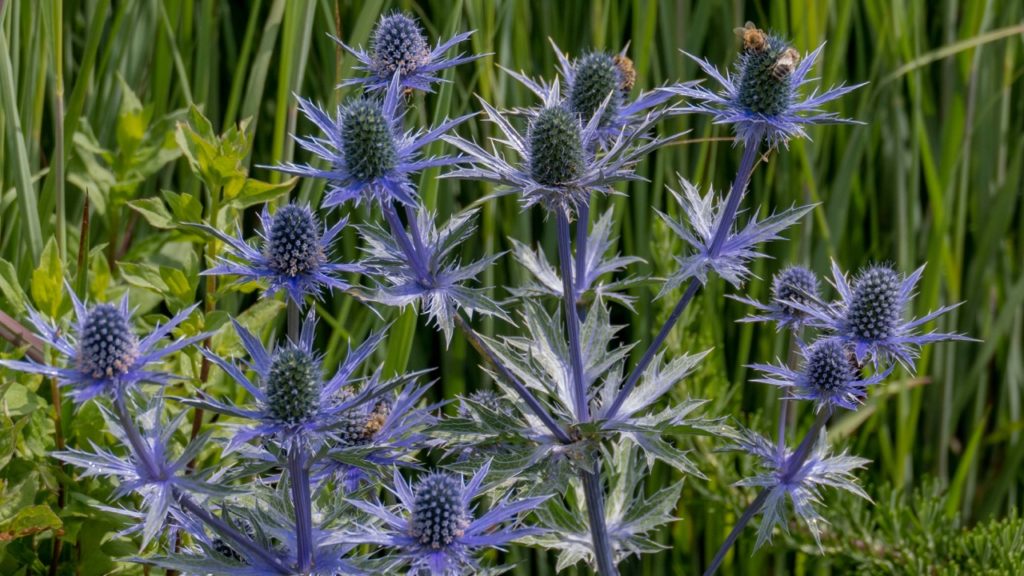 blue eryngo plants with long blue stems doting spiky silver leaves and bracts covered in bees harvesting pollen