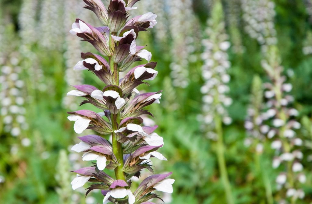 close-up of the burgundy and white flowers growing on the tall spires of the acanthus mollis plant