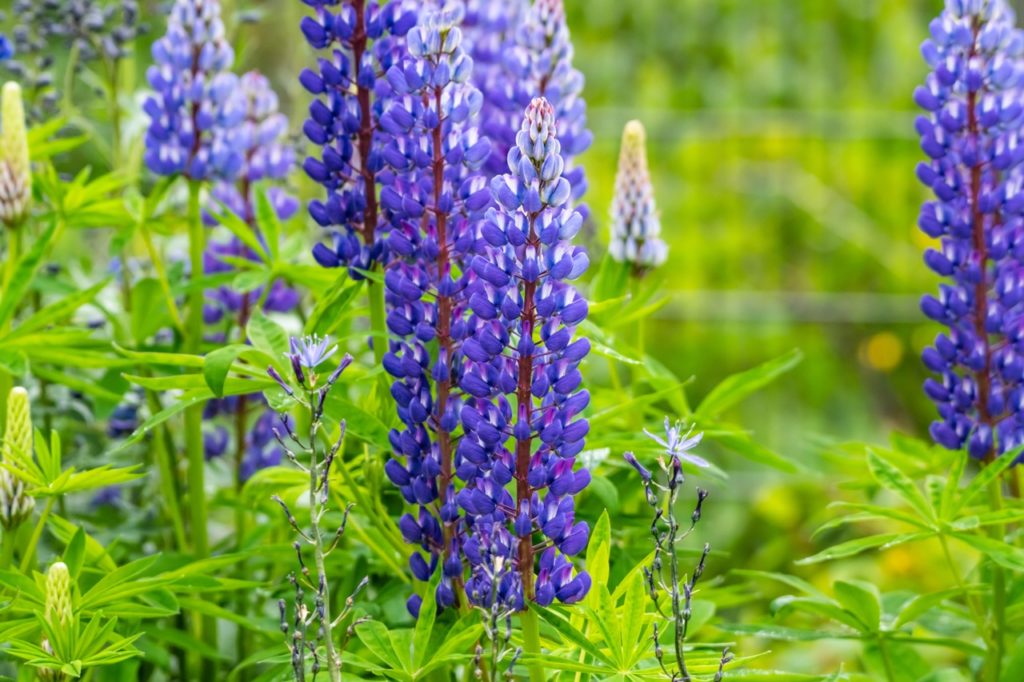 Lupinus nootkatensis with upright stems bearing many blue flowers