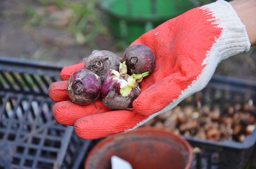 a hand wearing a red gardening glove holding four small hyacinth bulbs outside
