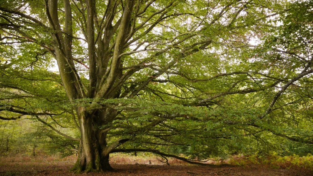 a well-established mature Fagus sylvatica