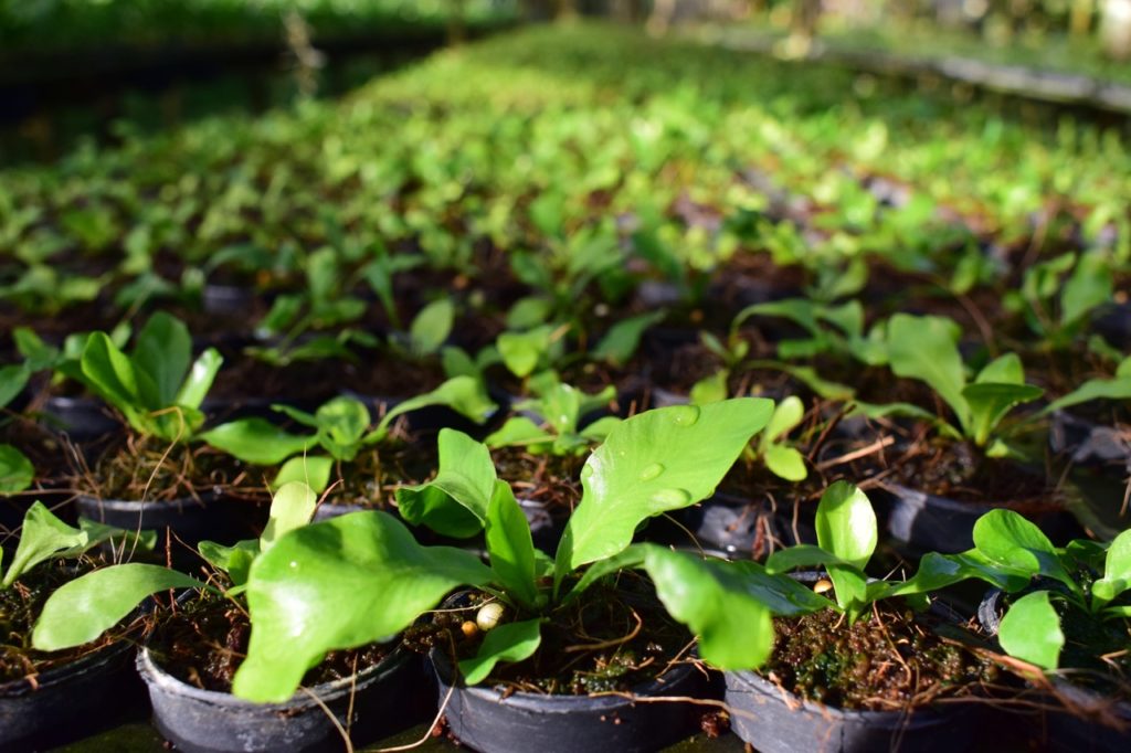lots of Asplenium seedlings propagated in small containers