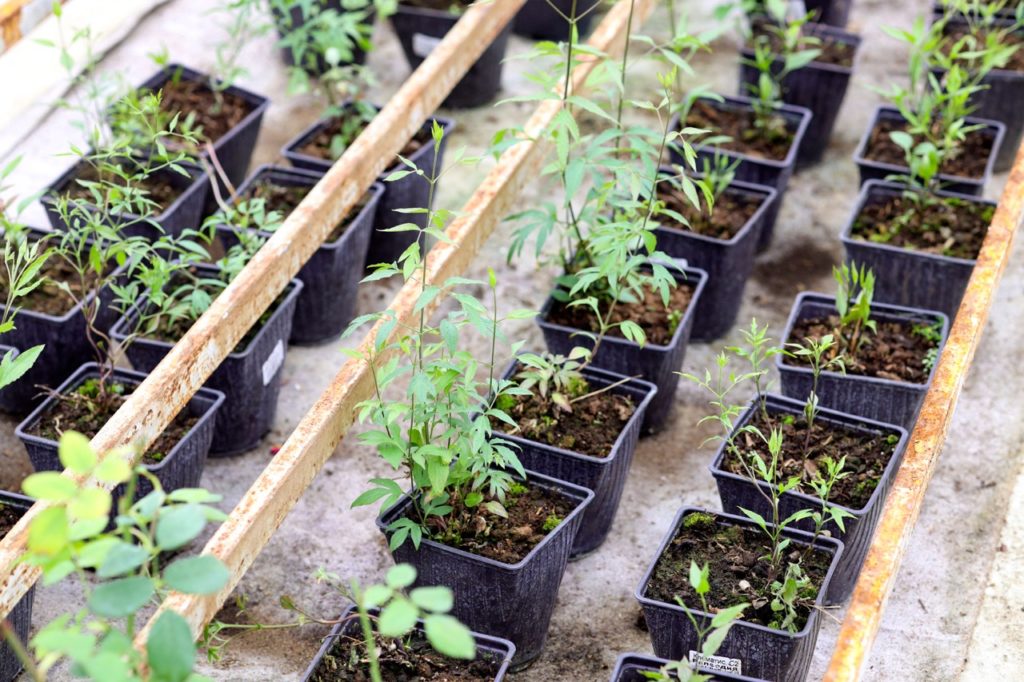 clematis seedlings propagated in small pots in rows
