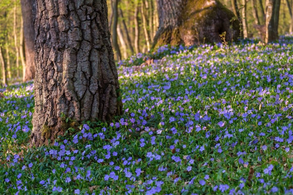 flowering vinca minor growing as ground cover at the base of tree trunks in a woodland area