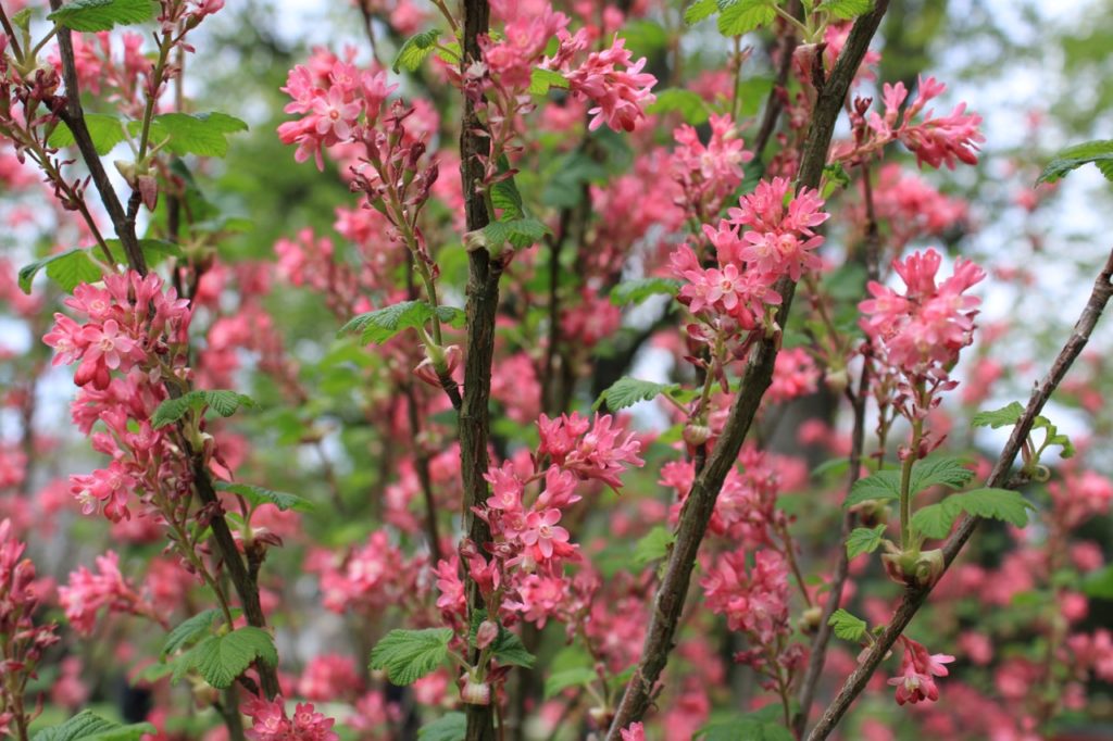 thick wooden stems and bright pink flowers of daphne
