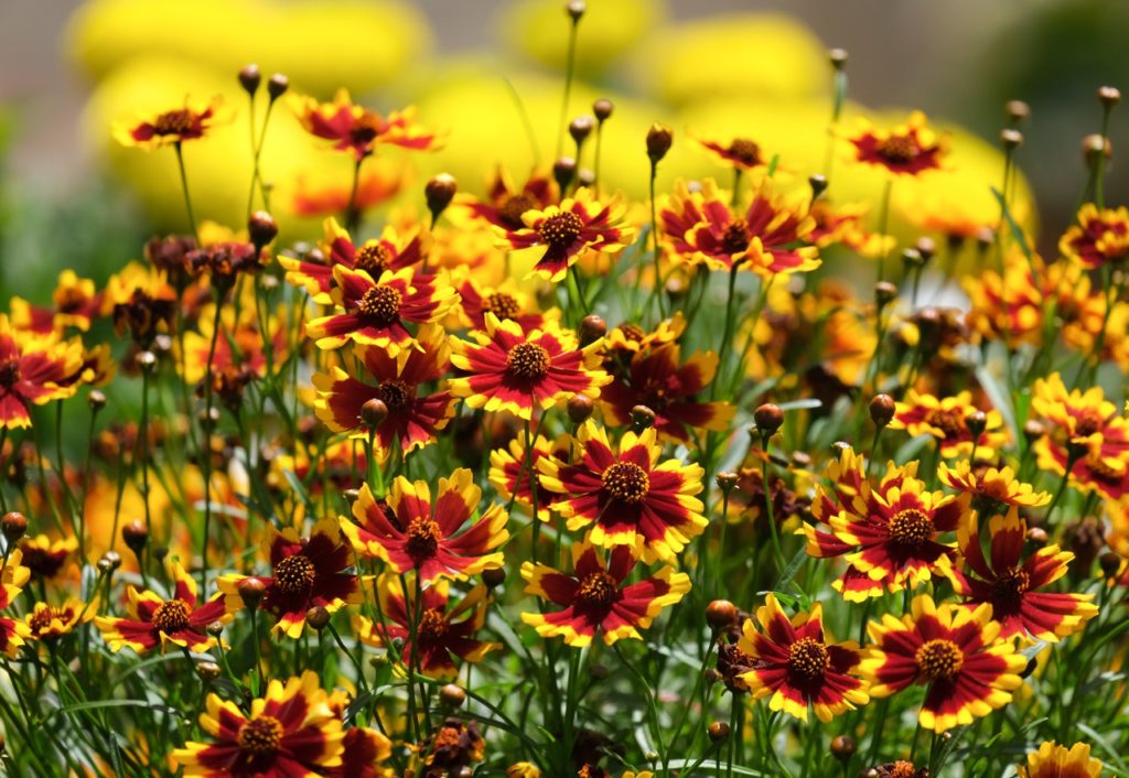 red and yellow tickseed flowers