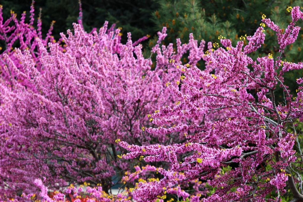 How To Grow Cercis Siliquastrum 'Judas Tree' Horticulture