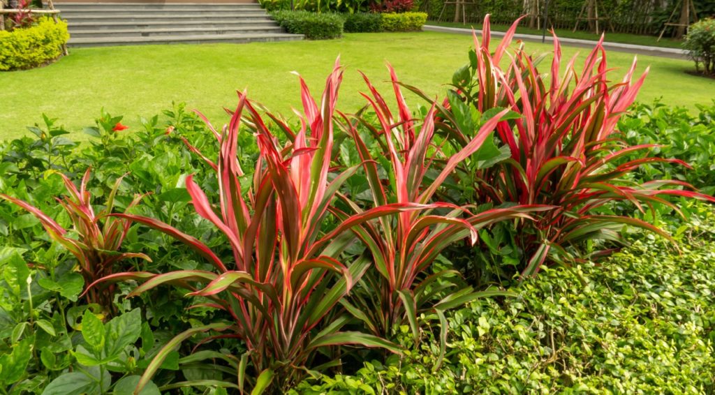 a row of cordyline shrubs with red and green leaves growing amongst some green shrubs in a garden bed