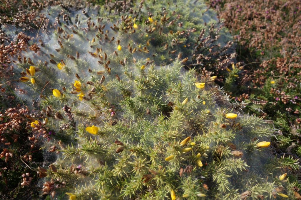 yellow flowering heather shrub covered in a wispy white web caused by spider mites