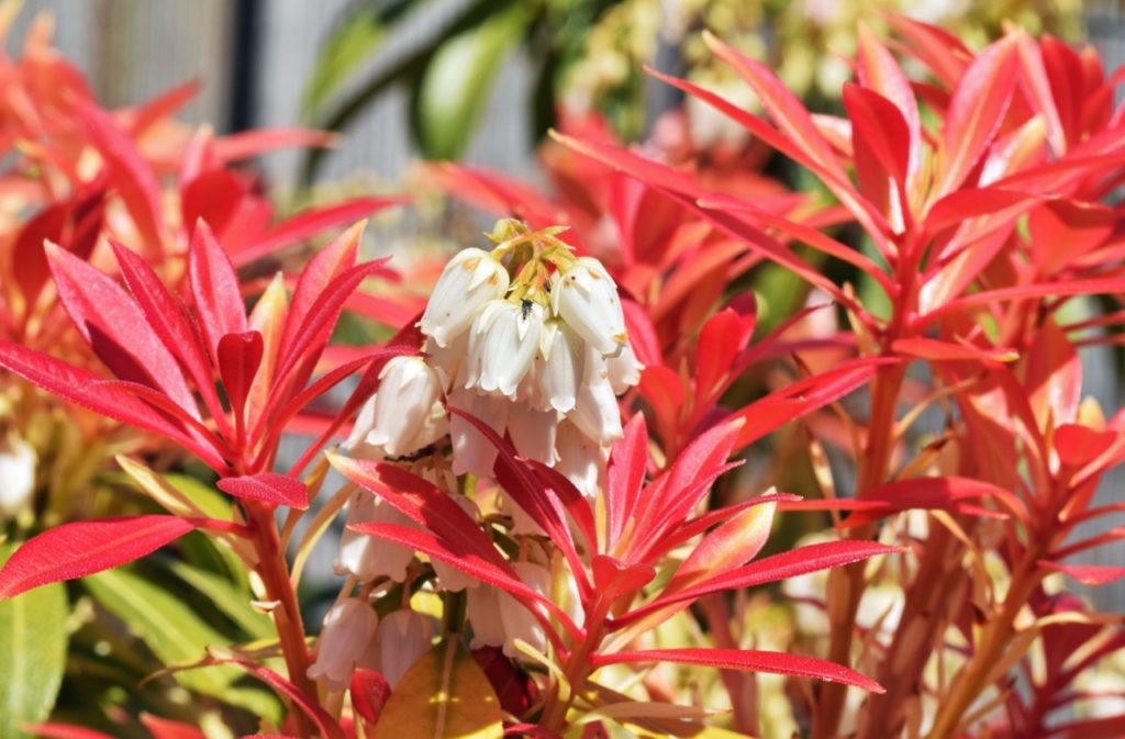 pieris 'forest flame' with bright red leaves and stems and a cluster of white bell-shaped flowers growing from an erect stem 