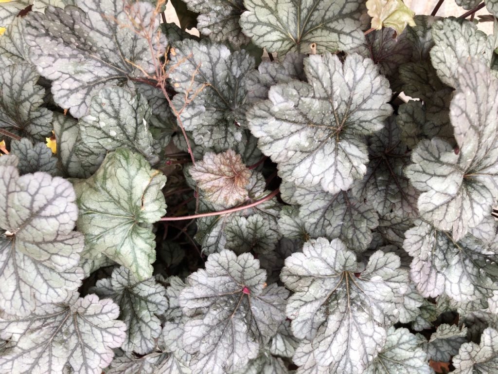 heuchera 'Silver Scrolls' with silvery leaves, red stems and darker veins growing outside