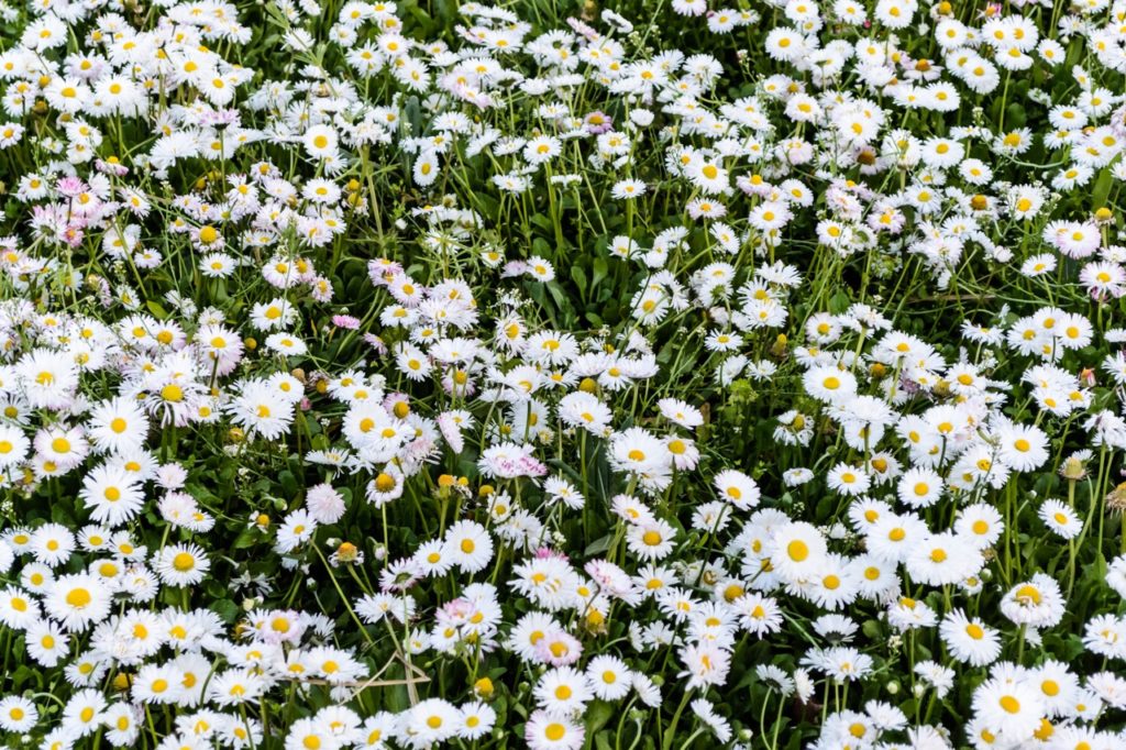 ground covering Erigeron karvinskianus growing in a wildflower meadow