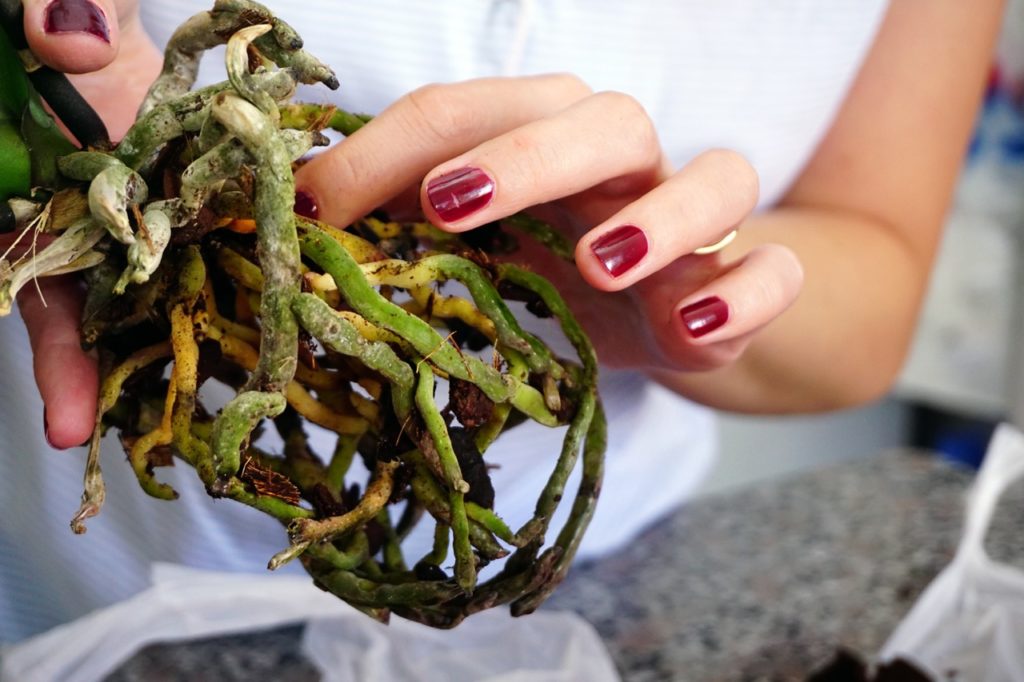 hands carefully separating the green and yellow roots of a Phalaenopsis plant