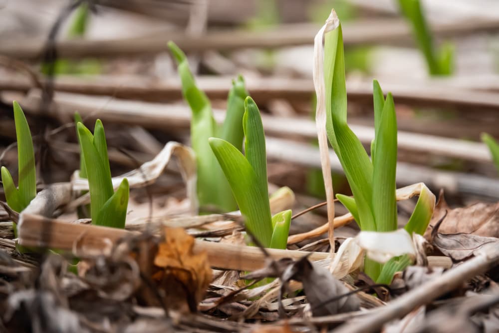 leaves of hemerocallis beginning to sprout from mulched ground