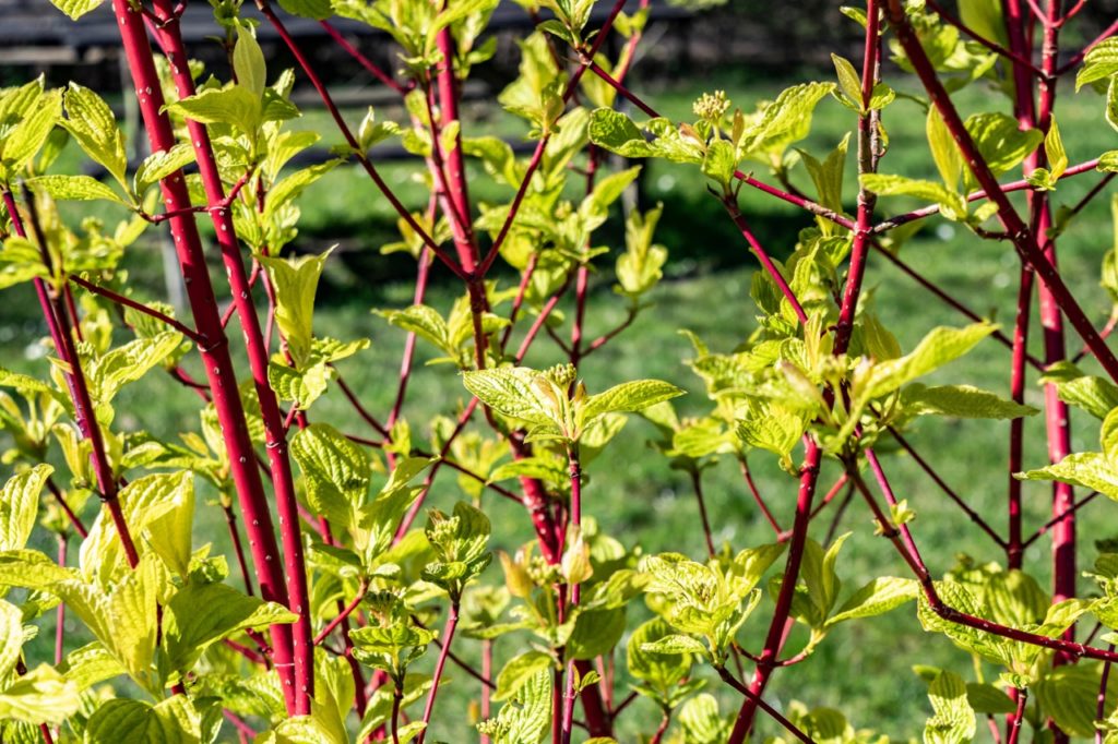 cornus alba shrub with green leaves and red stems