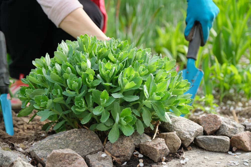 gardener using a blue trowel to plant out a Sedum telephium plant