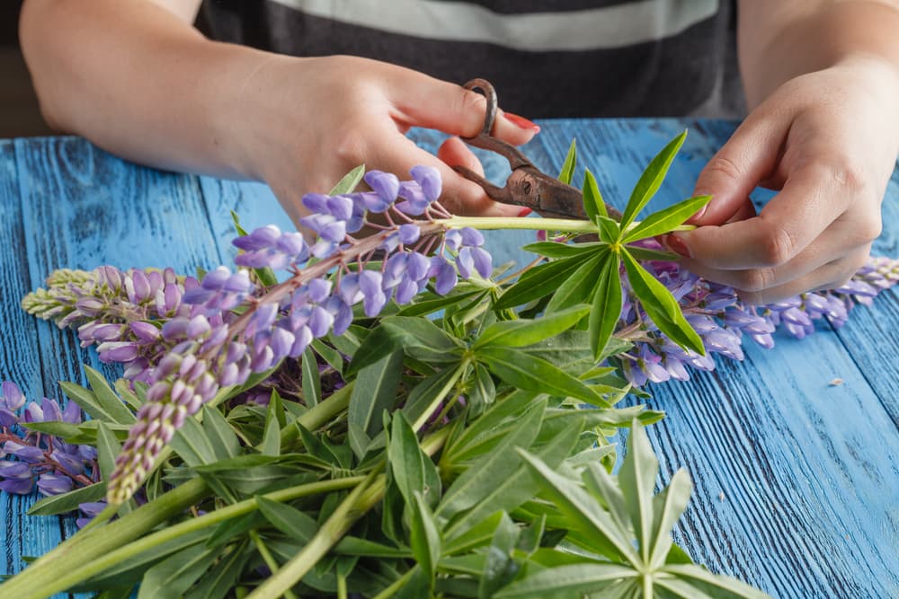 gardener using scissors to take cuttings from a lilac-flowering lupine branch