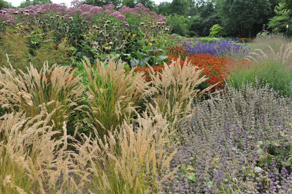 a perennial meadow with Calamagrostis, other grasses and flowering perennials
