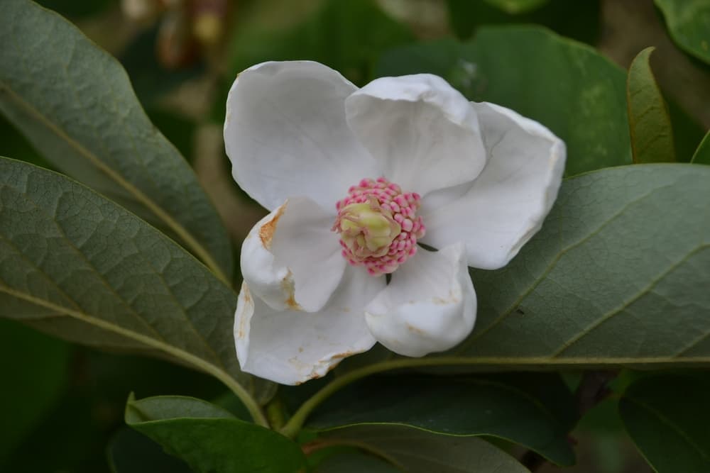 magnified view of a single M. wilsonii flower with green leaves