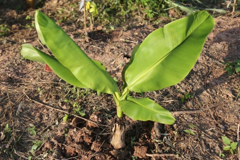 How To Grow Banana Plants Horticulture.co.uk
