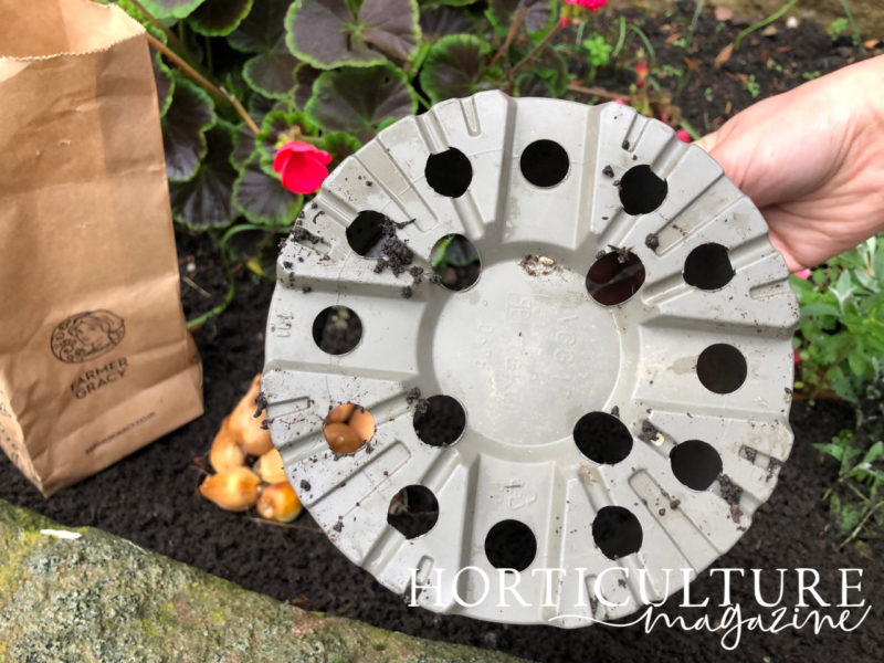 Planting & Growing Daffodils In Pots Horticulture.co.uk