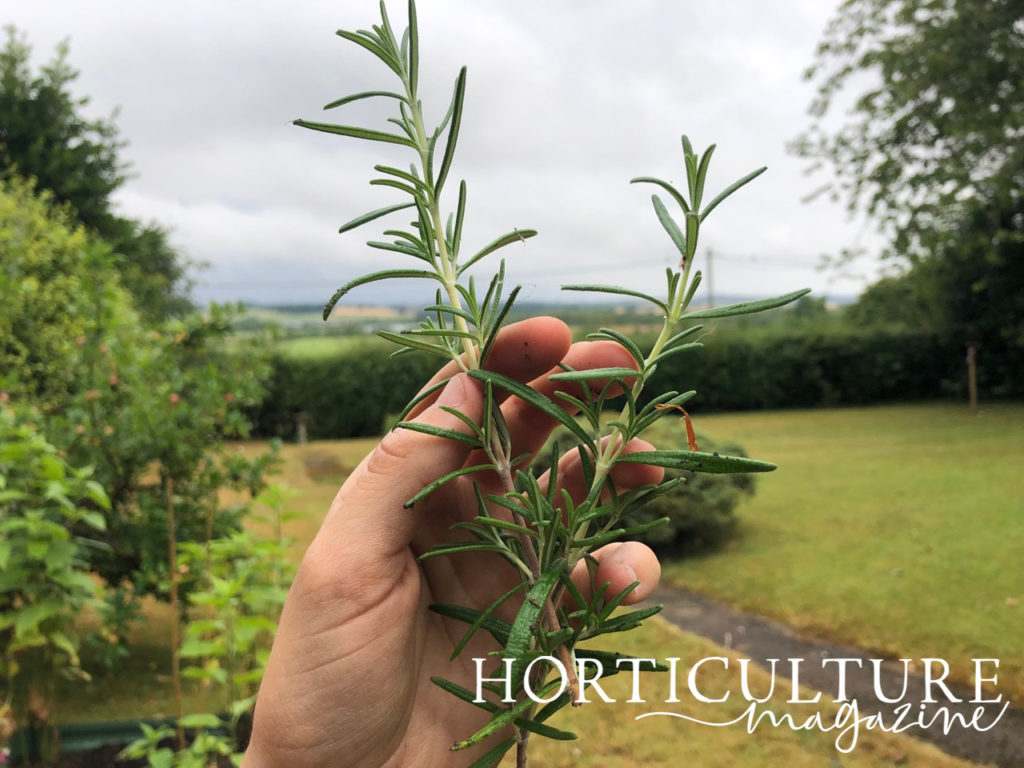 a hand holding rosemary sprigs up in front of a garden background