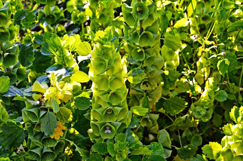 a cluster of Bells of Ireland plants with tall stems and green bellflowers