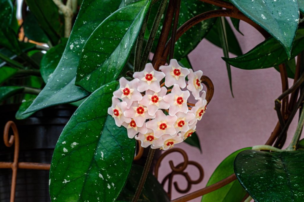hoya carnosa plant with star-shaped pale pink flowers that have a cream and red coloured middle