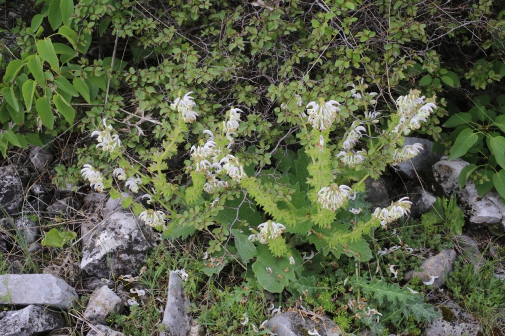 silver sage plant growing amongst other shrubs in a rock garden