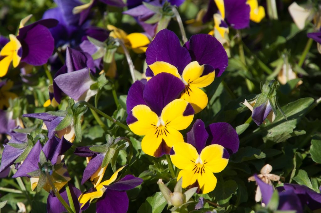 viola tricolor with white, yellow and purple petals streaked with dark lines in the middle
