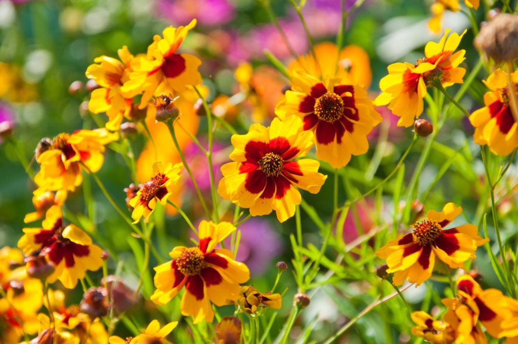 dyer's tickseed flowers growing in abundance with yellow petals stained with red at their centres