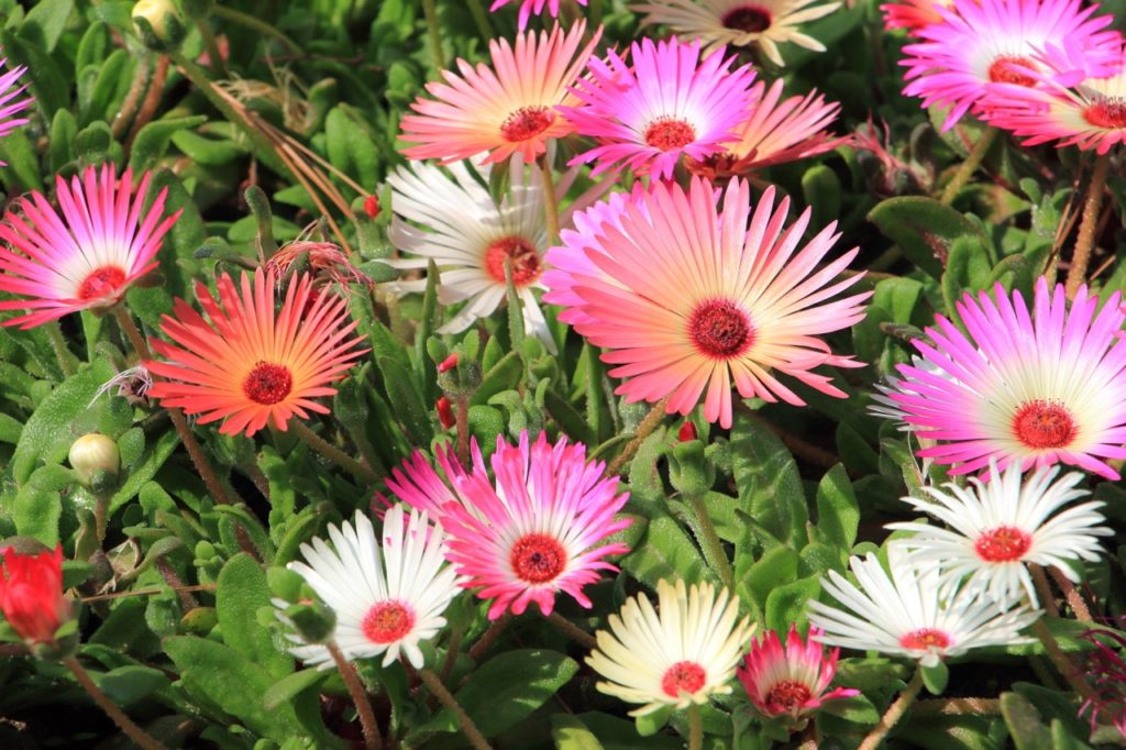 Livingstone daisies with pink, orange, white and cream petals and red centres