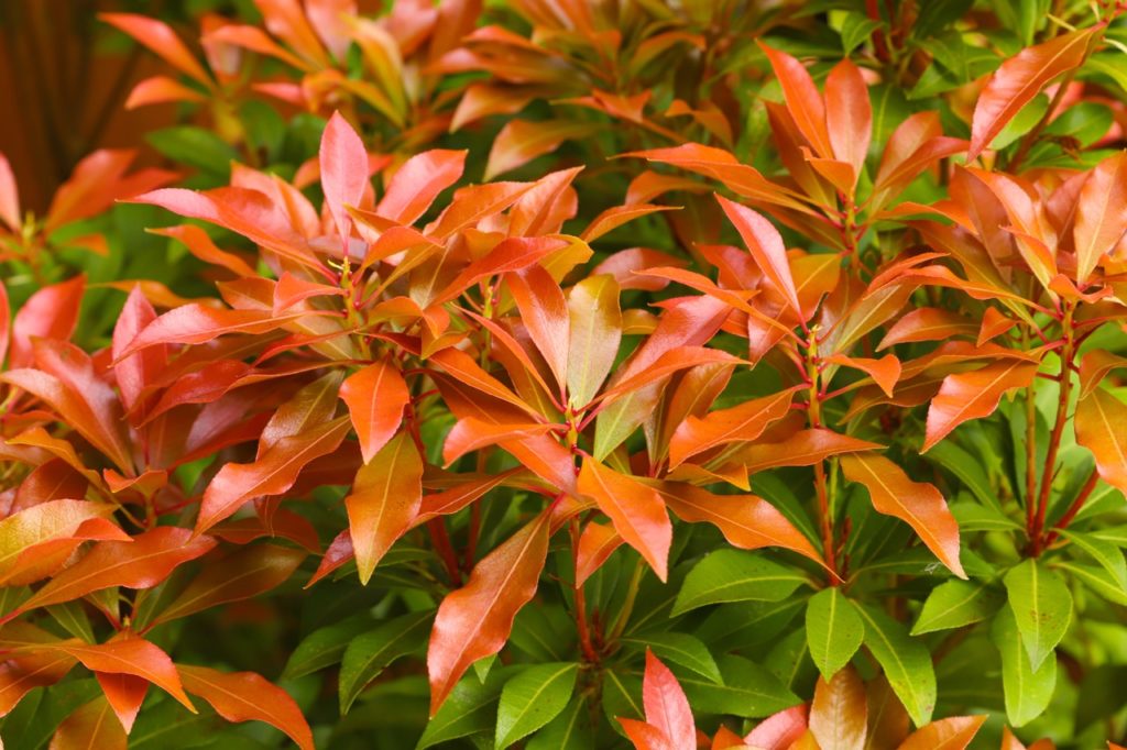 Pieris japonica with red and green leaves growing from red stems outside