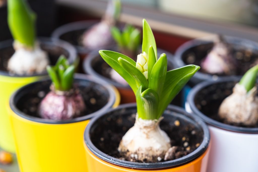hyacinth bulbs sprouting from small pots on a greenhouse windowsill