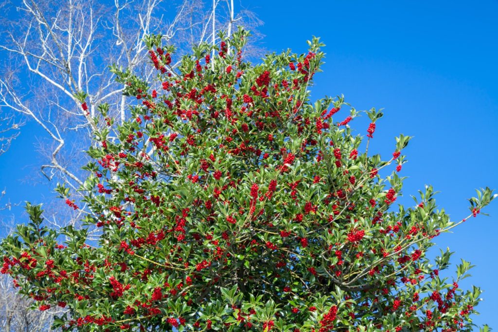 red berries protruding from the branches of a holly plant, set against a blue sky