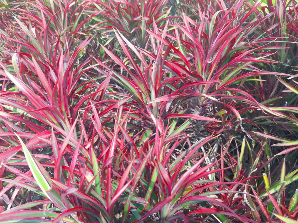 many cordyline australis 'red edge' shrubs with green and red leaves growing together