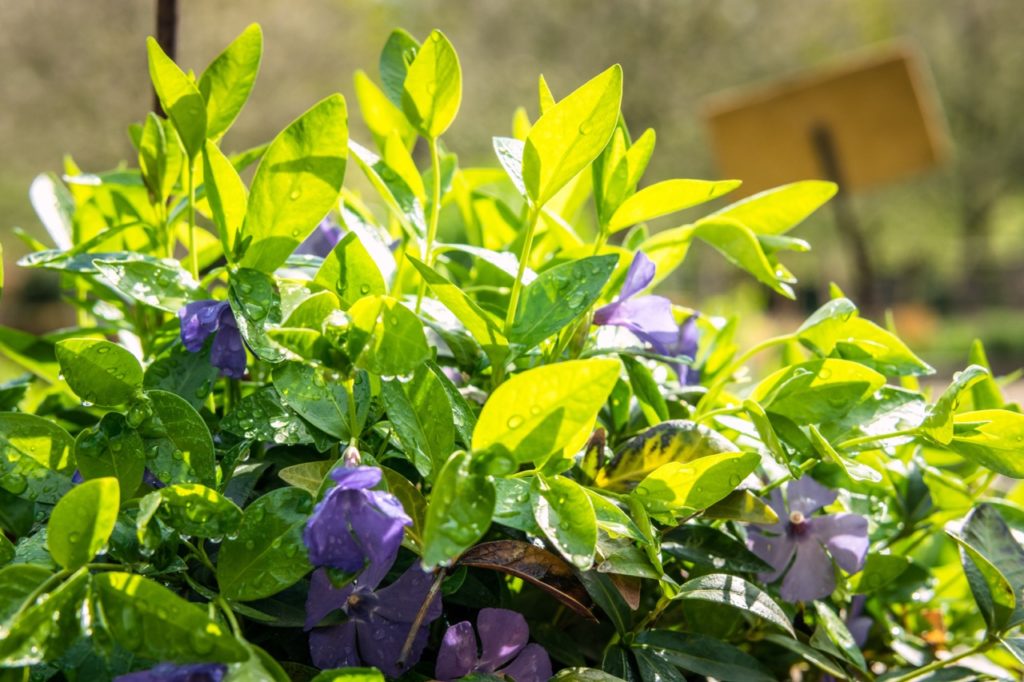 purple flowering periwinkle with water droplets covering the foliage