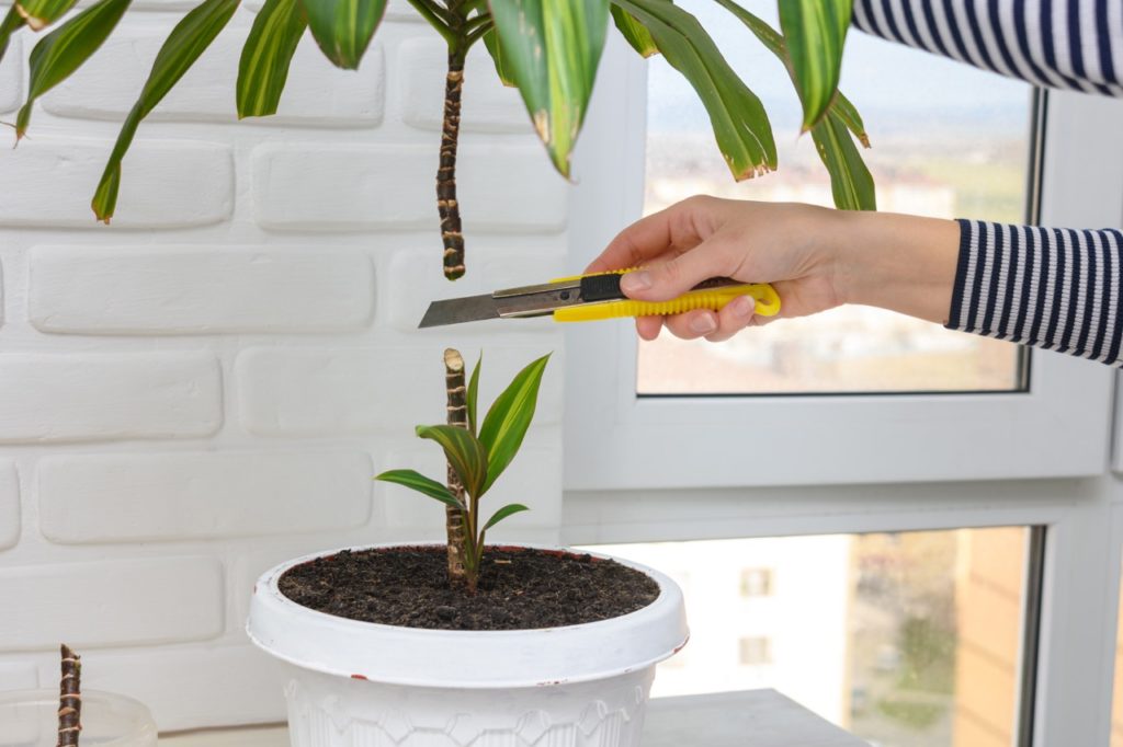 hands shown using a sharp blade to take a cutting from a cordyline plant growing in a pot indoors