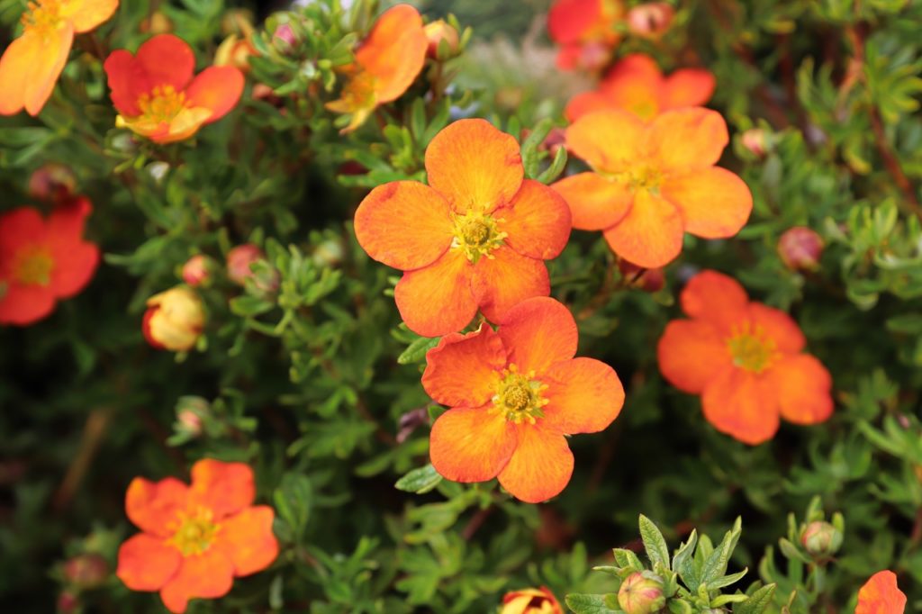 potentilla fruticosa 'hopleys orange' shrub growing outside