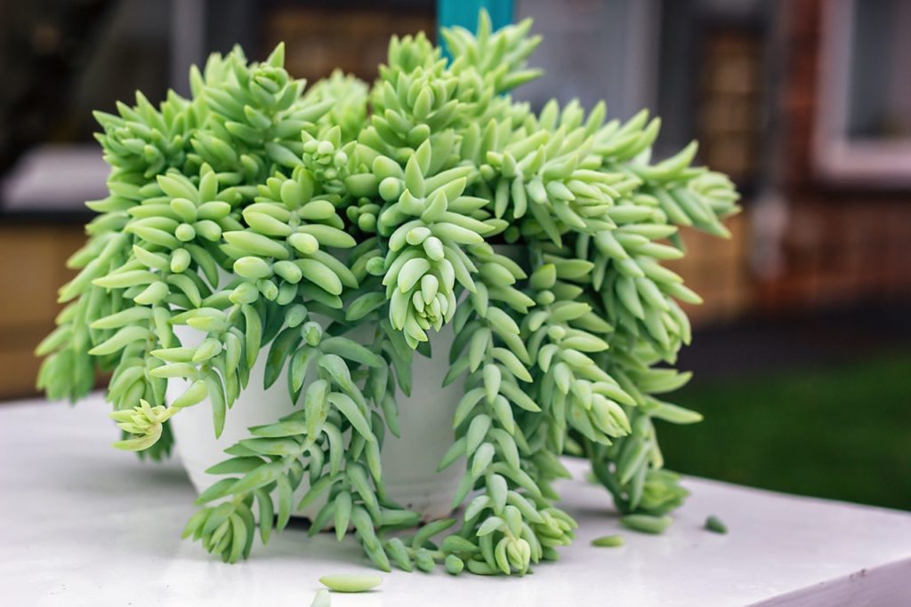 Sedum morganianum with waxy thick green leaves cascading over the edge of its pot