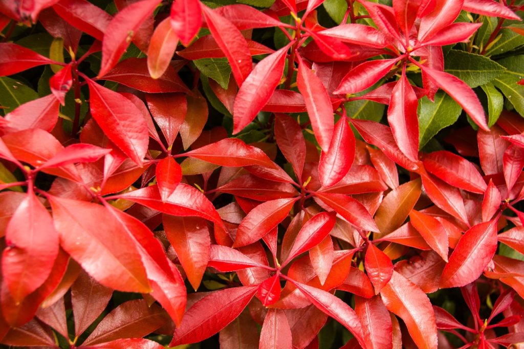 'mountain fire' pieris with bright red and green leaves with a shiny finish