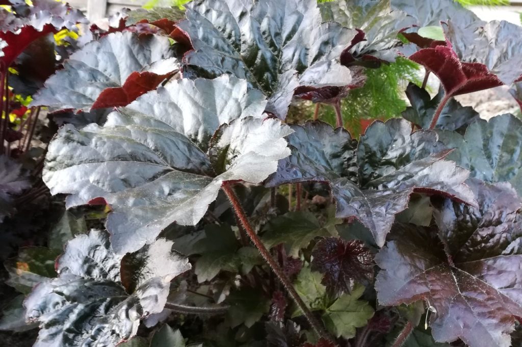 heuchera 'black taffeta' with big dark red leaves and red stems growing outdoors