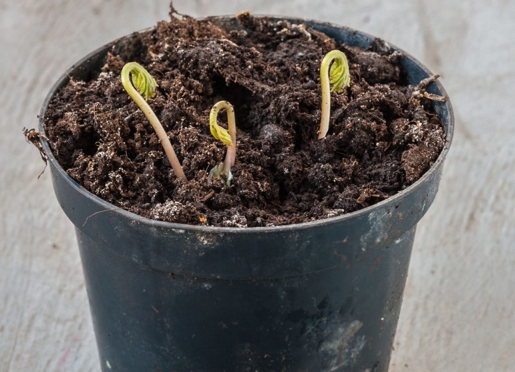 anemone seedlings sprouting from soil in a pot inside on a wooden table