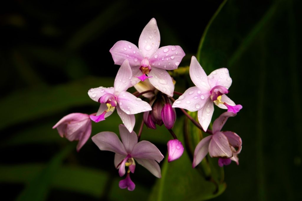 pink flowering moth orchid with small keikis also growing from the plant