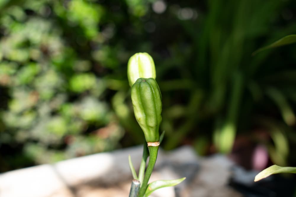 daylily seed pods in close view