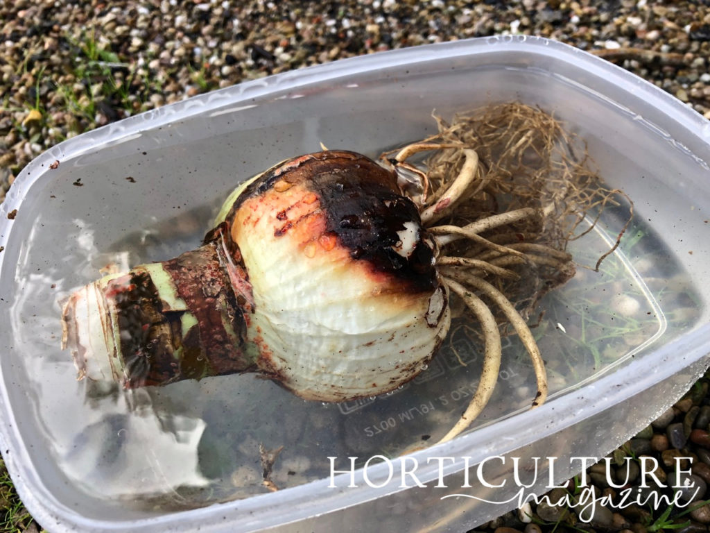 an amaryllis bulb with long roots being soaked in water in a plastic container outside