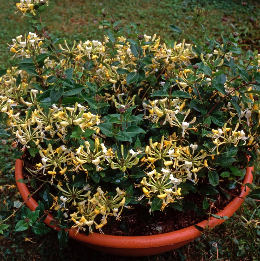 Japanese Honeysuckle growing from a circular container