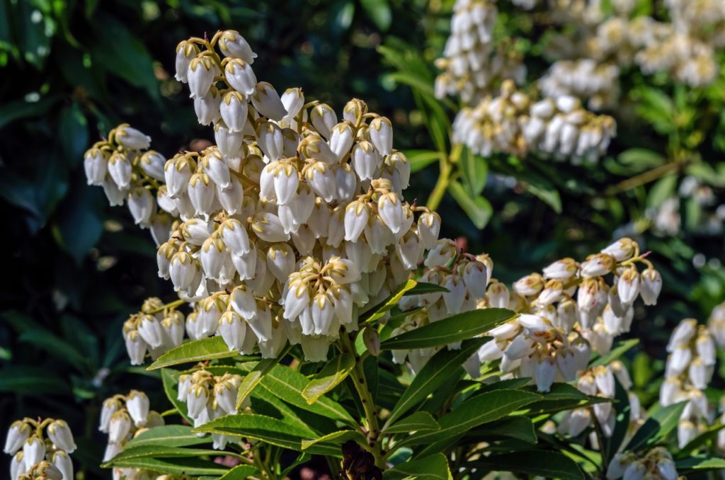 white, bell-shaped flowers from a lily of the valley plant with long thin leaves